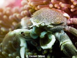 Porcelain Crab Close Up by Daniel Sasse 